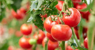 Hot Days, Homegrown Harvests & Holiday Prep: July in the Garden at Wister Creek Homestead
